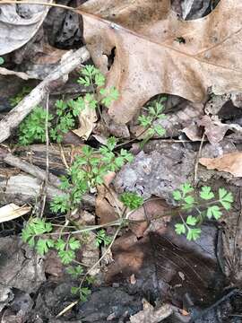 Imagem de Chaerophyllum procumbens (L.) Crantz