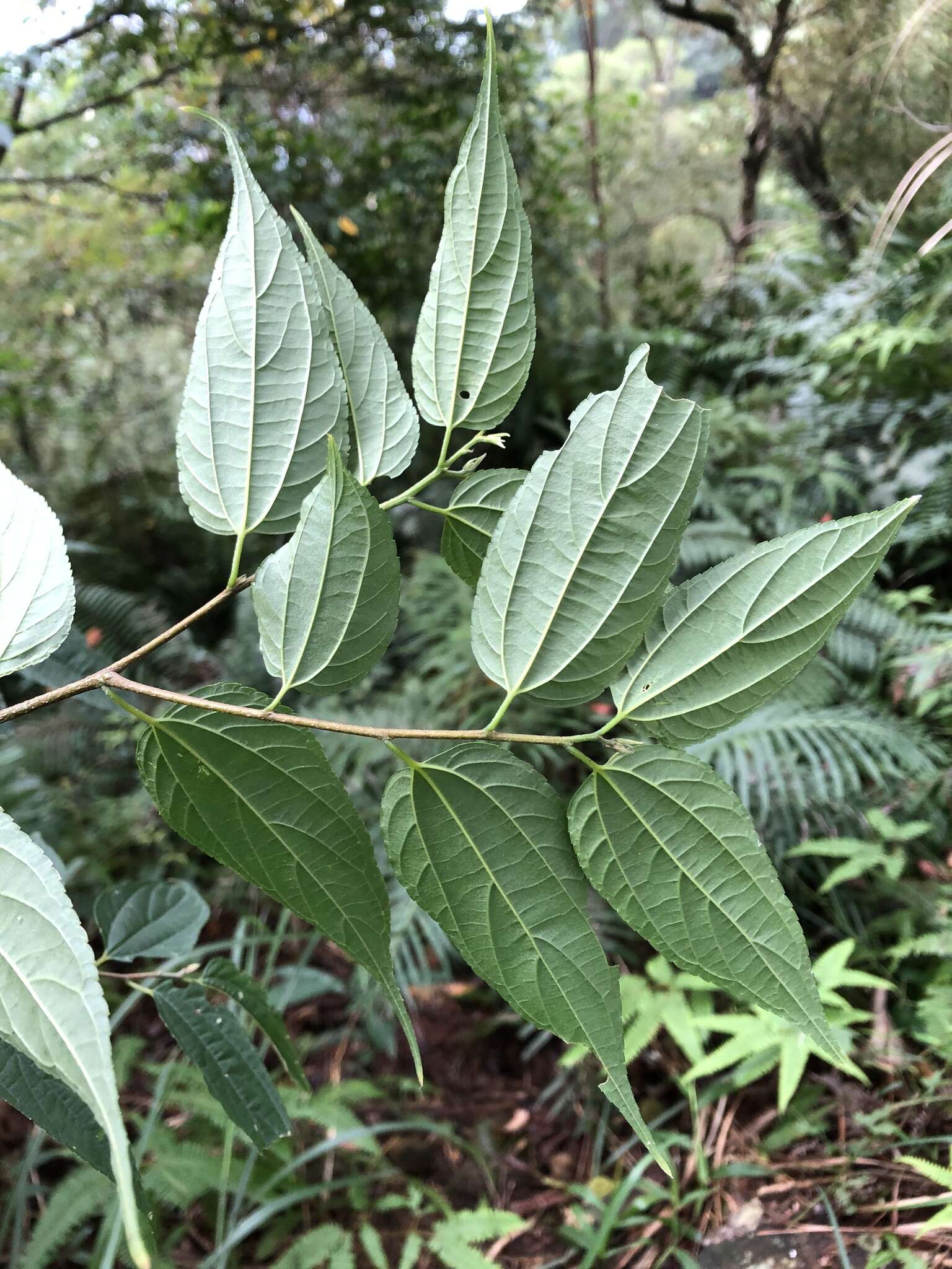 云南朴的圖片