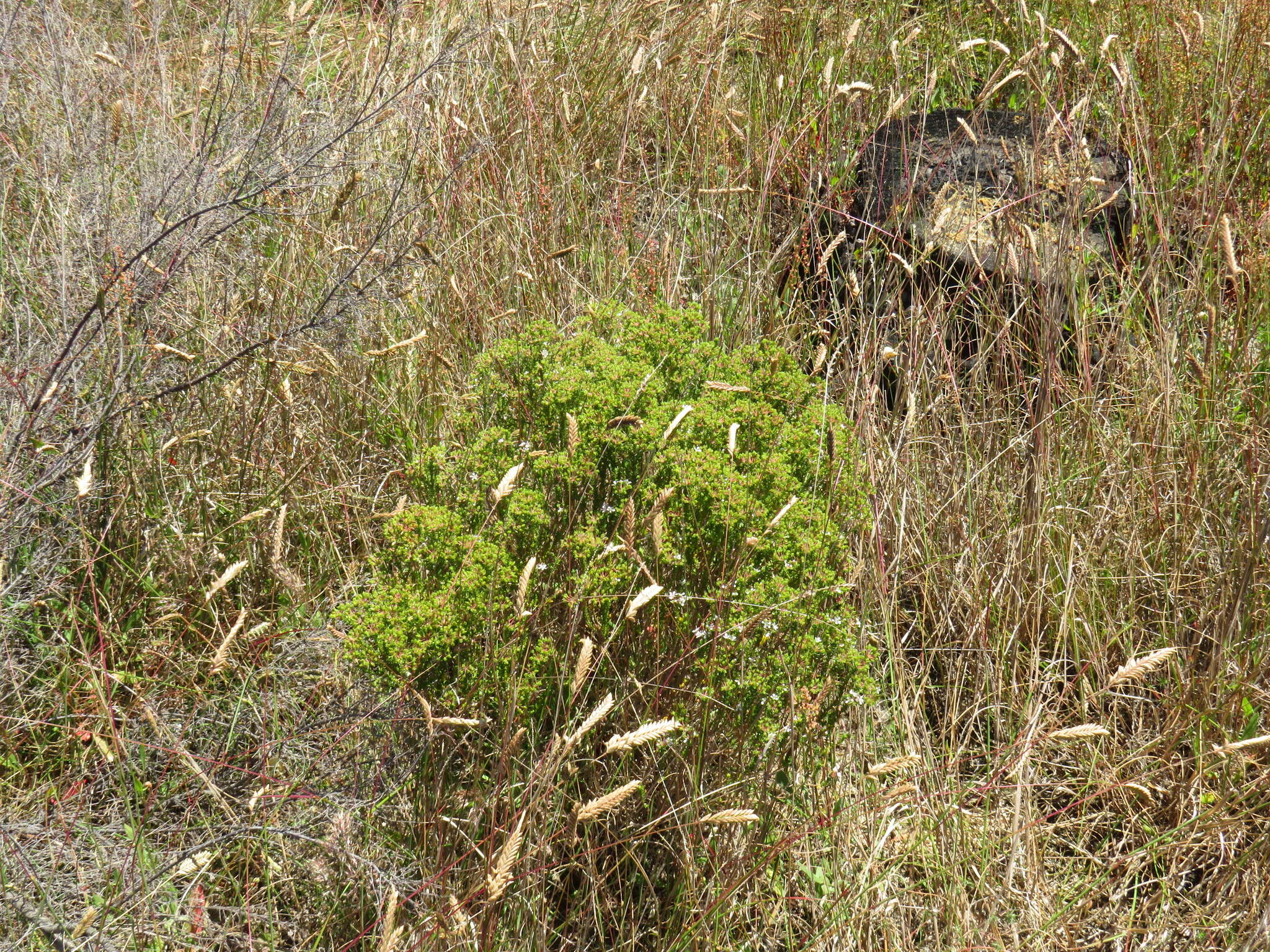 Image of Agathosma glabrata Bartl. & Wendl. fil.