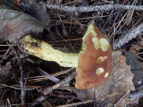 Image of Hemileccinum subglabripes (Peck) Halling 2015