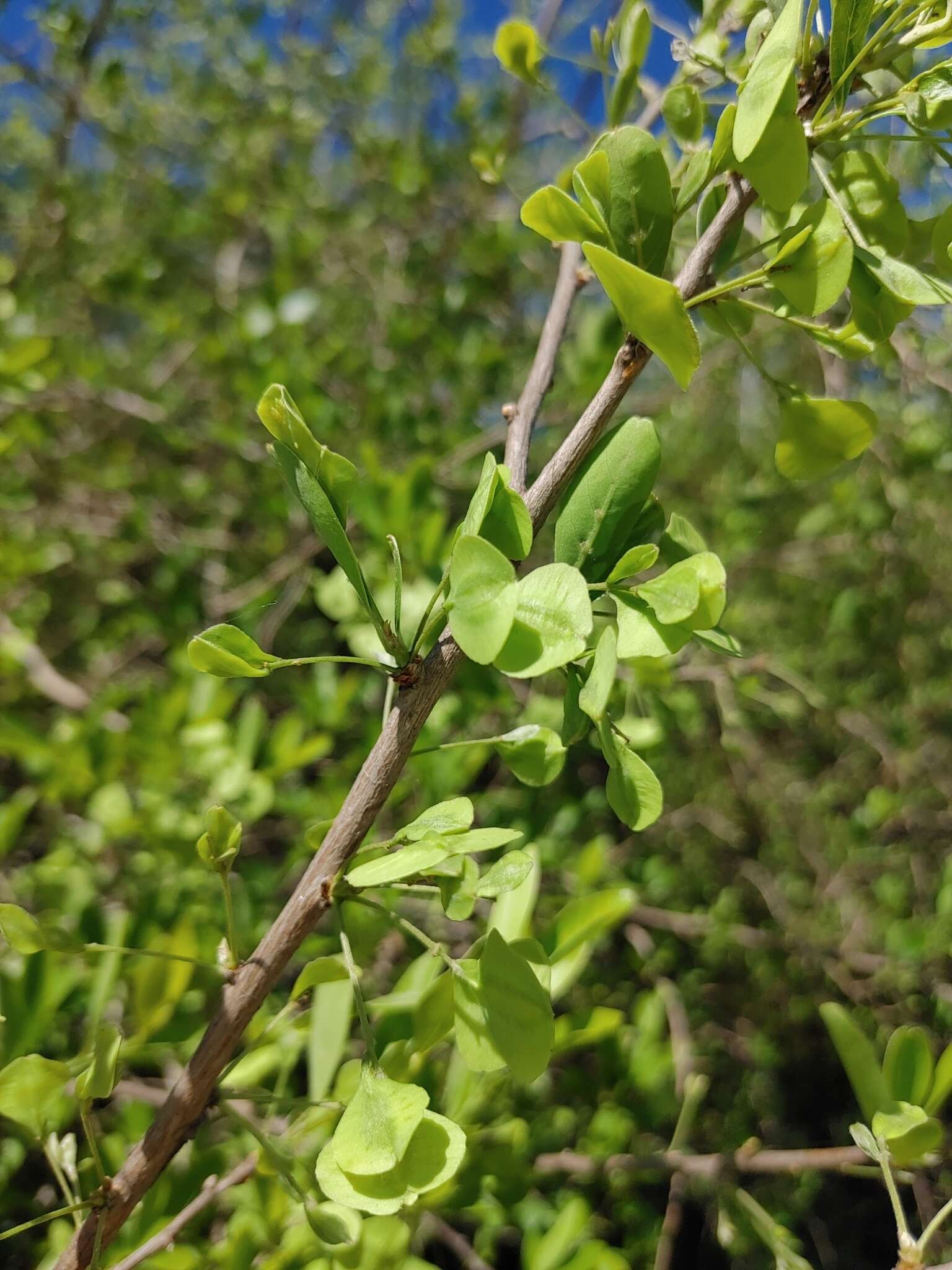 Sivun Terminalia triflora (Griseb.) Lillo kuva