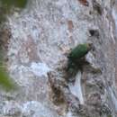 Image of Buff-faced Pygmy Parrot