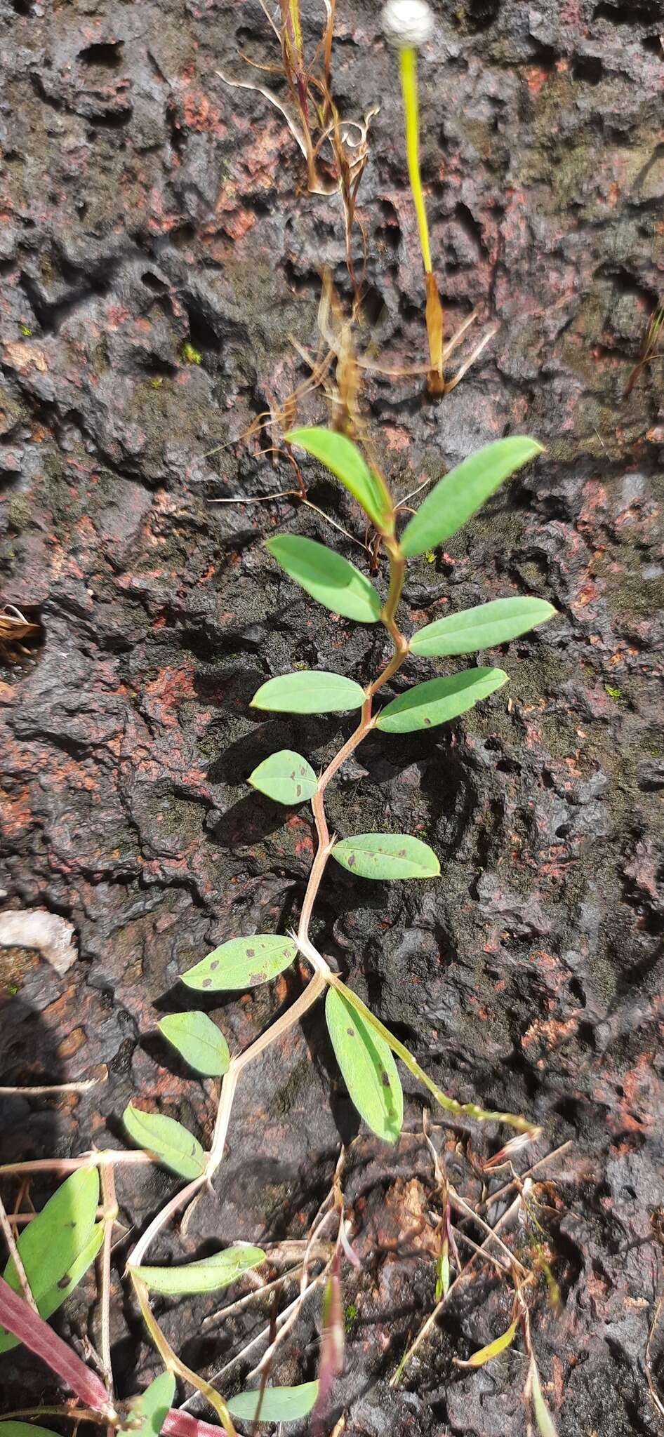 Indigofera dalzellii T. Cooke的圖片