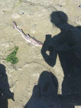 Image of North Pacific Spiny Dogfish