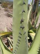 Image of Agave asperrima subsp. potosiensis (Gentry) B. Ullrich