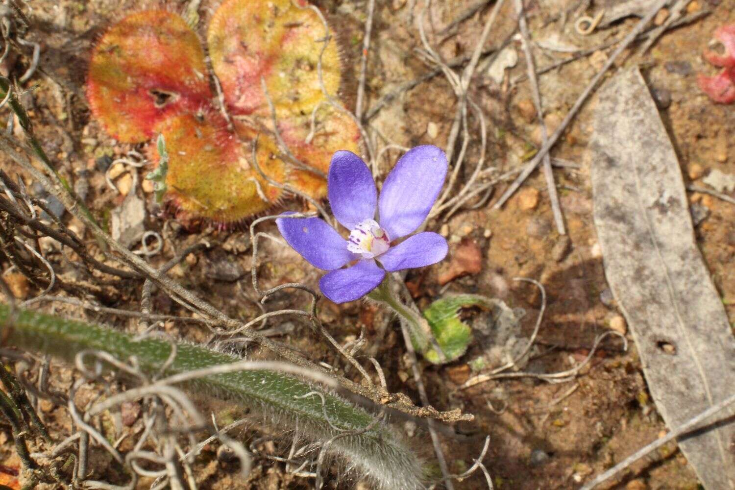 Caladenia gemmata Lindl.的圖片