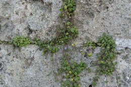 Image of Cymbalaria longipes (Boiss. & Heldr.) A. Cheval.