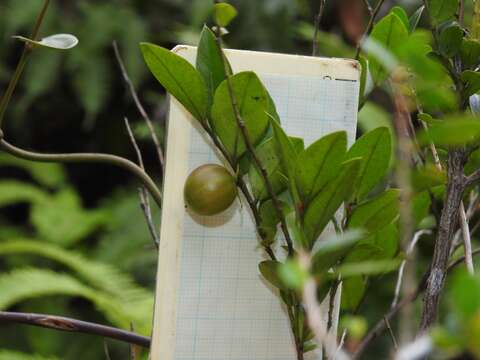 Слика од Diospyros vaccinioides Lindl.