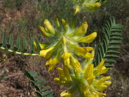 Image of Astragalus alopecuroides L.