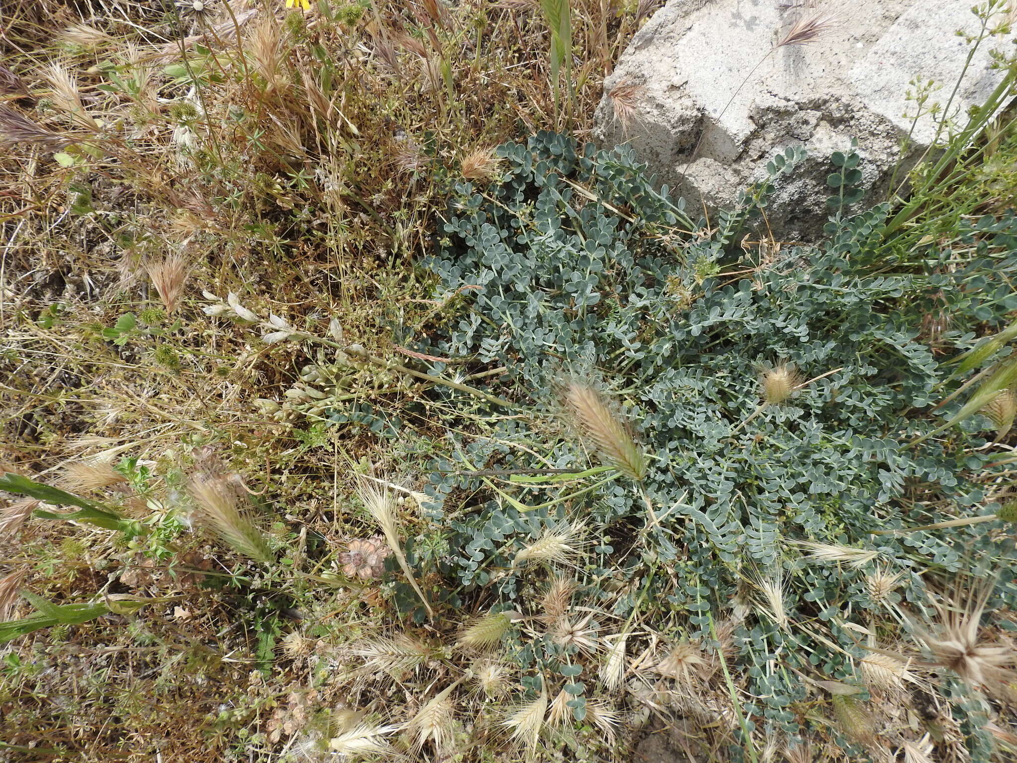 Image of Astragalus incanus subsp. incanus