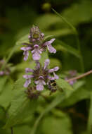 Stachys melissifolia Benth. resmi