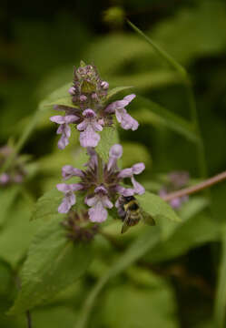 Слика од Stachys melissifolia Benth.