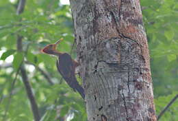 Image of Reinwardtipicus Bonaparte 1854