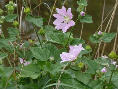 Image of Eastern Tree-mallow