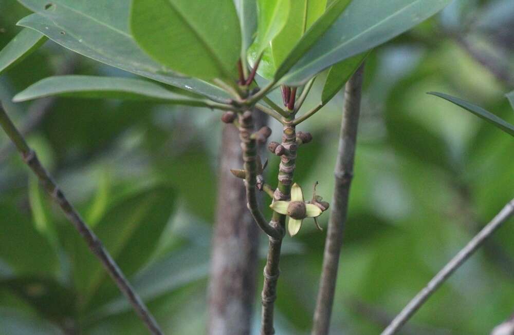 红树的圖片