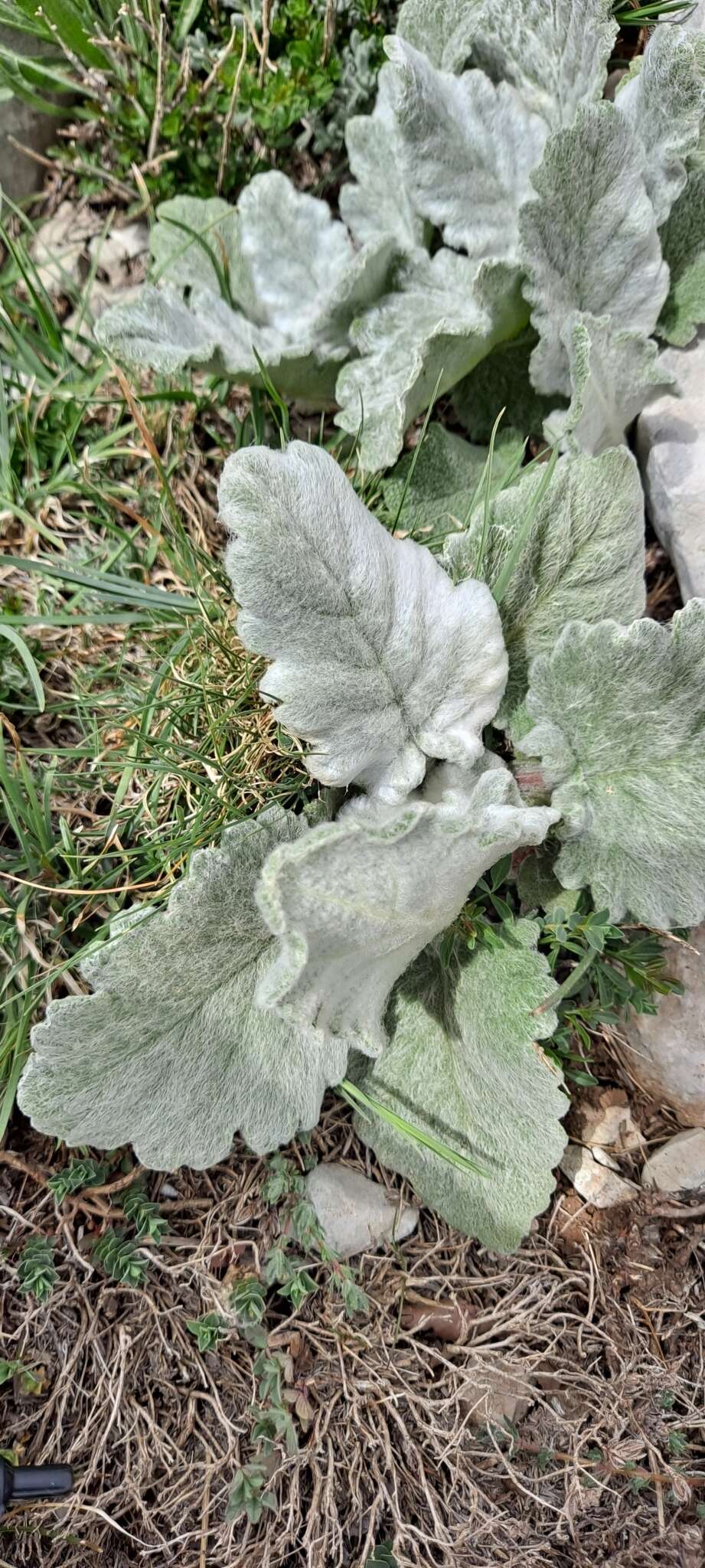 Imagem de Salvia microstegia Boiss. & Balansa