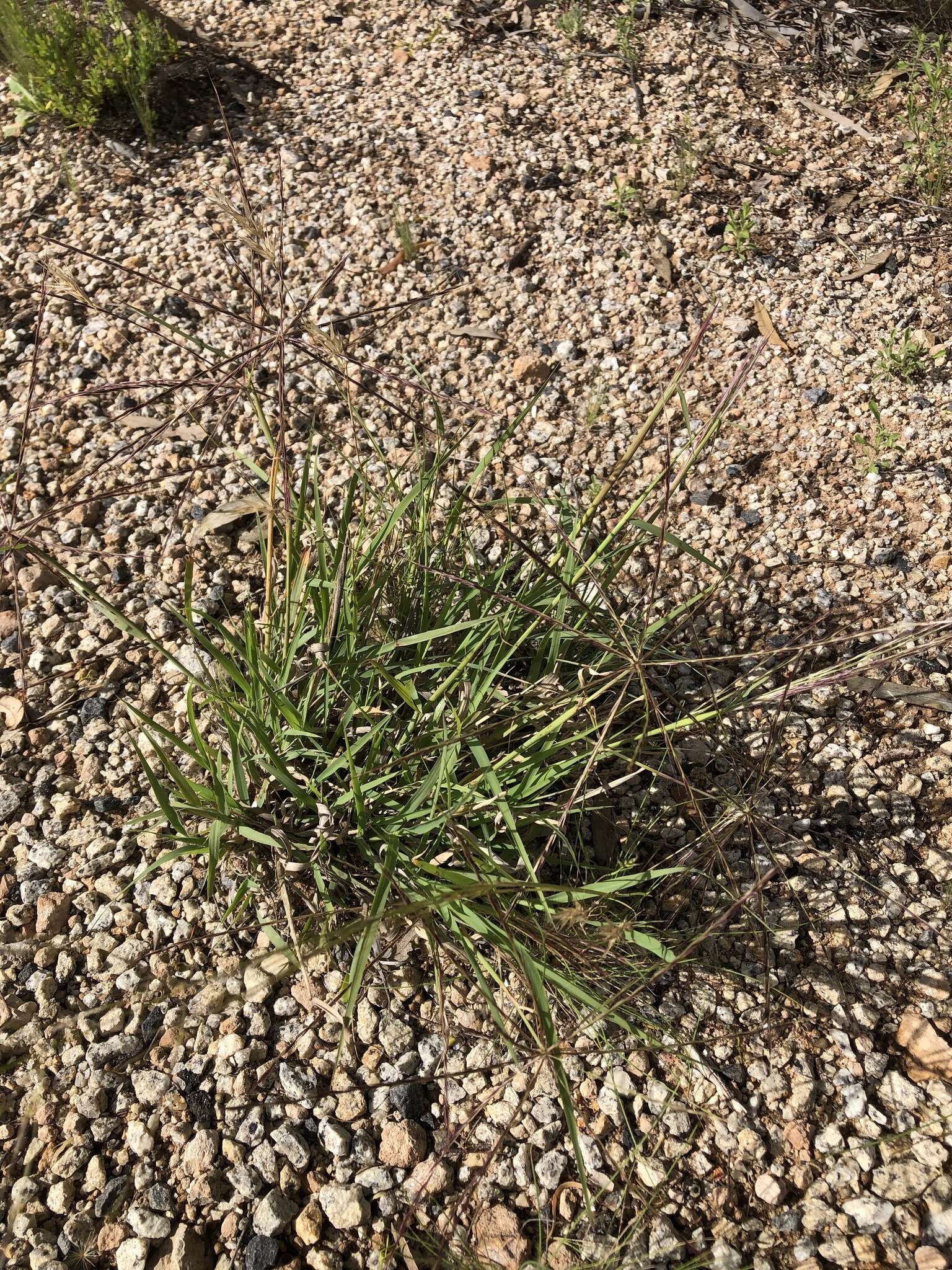 Image of umbrella grass