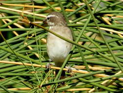 Image de Crithagra albogularis crocopygia (Sharpe 1871)