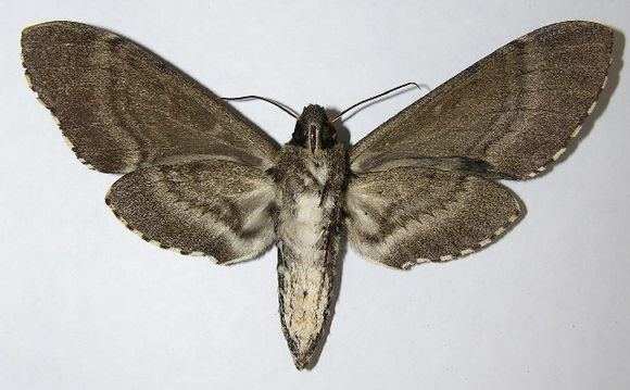 539.mhasd 07 srnp 45689 dhj384595 1365545994 jpg.580x360