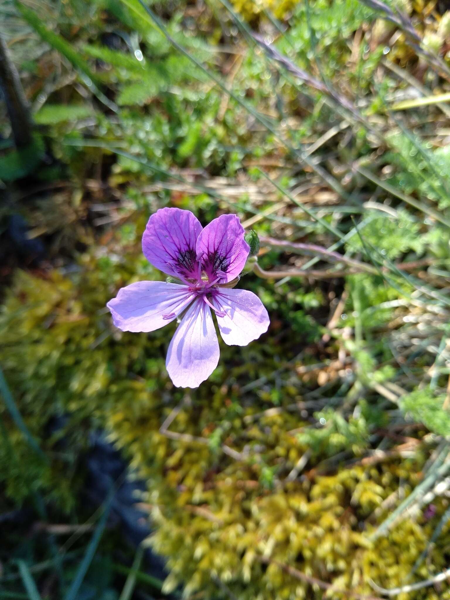 Sivun Erodium glandulosum (Cav.) Willd. kuva