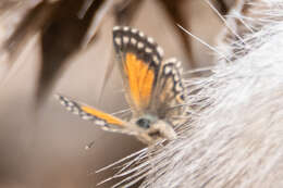 Слика од Pseudolucia chilensis (Blanchard 1852)