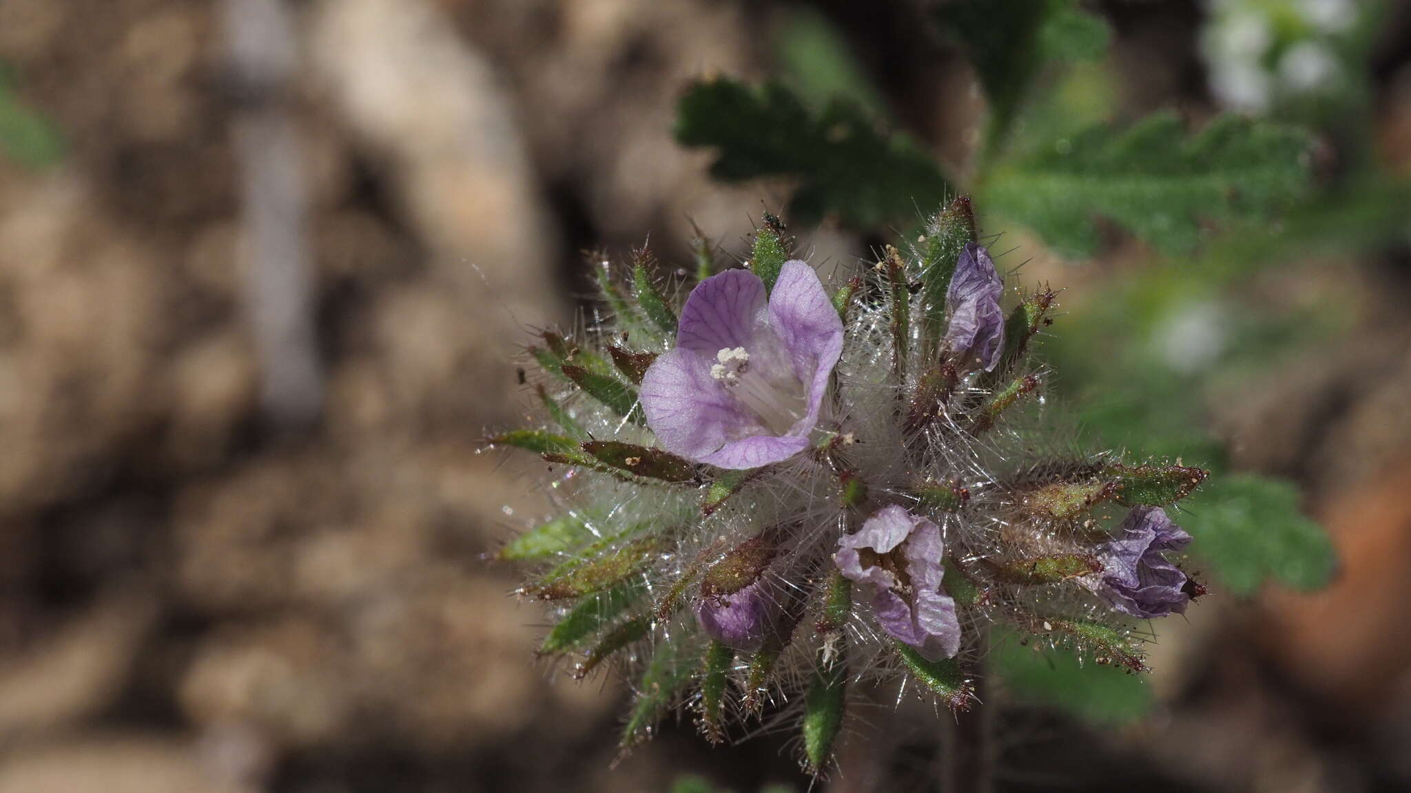 Image of hiddenflower phacelia