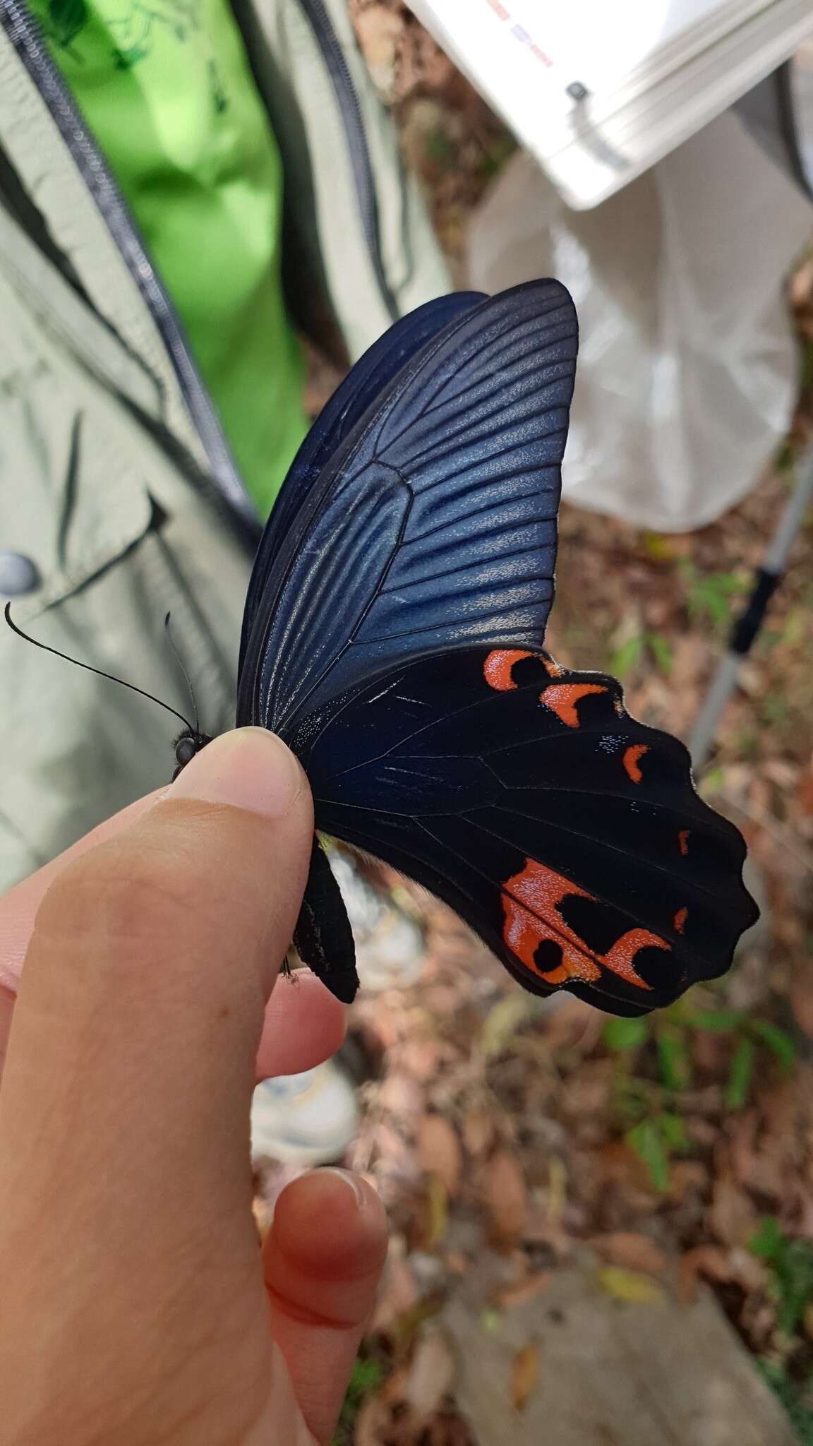 Image of Spangle Butterfly