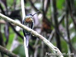 Image of Purplish Jacamar