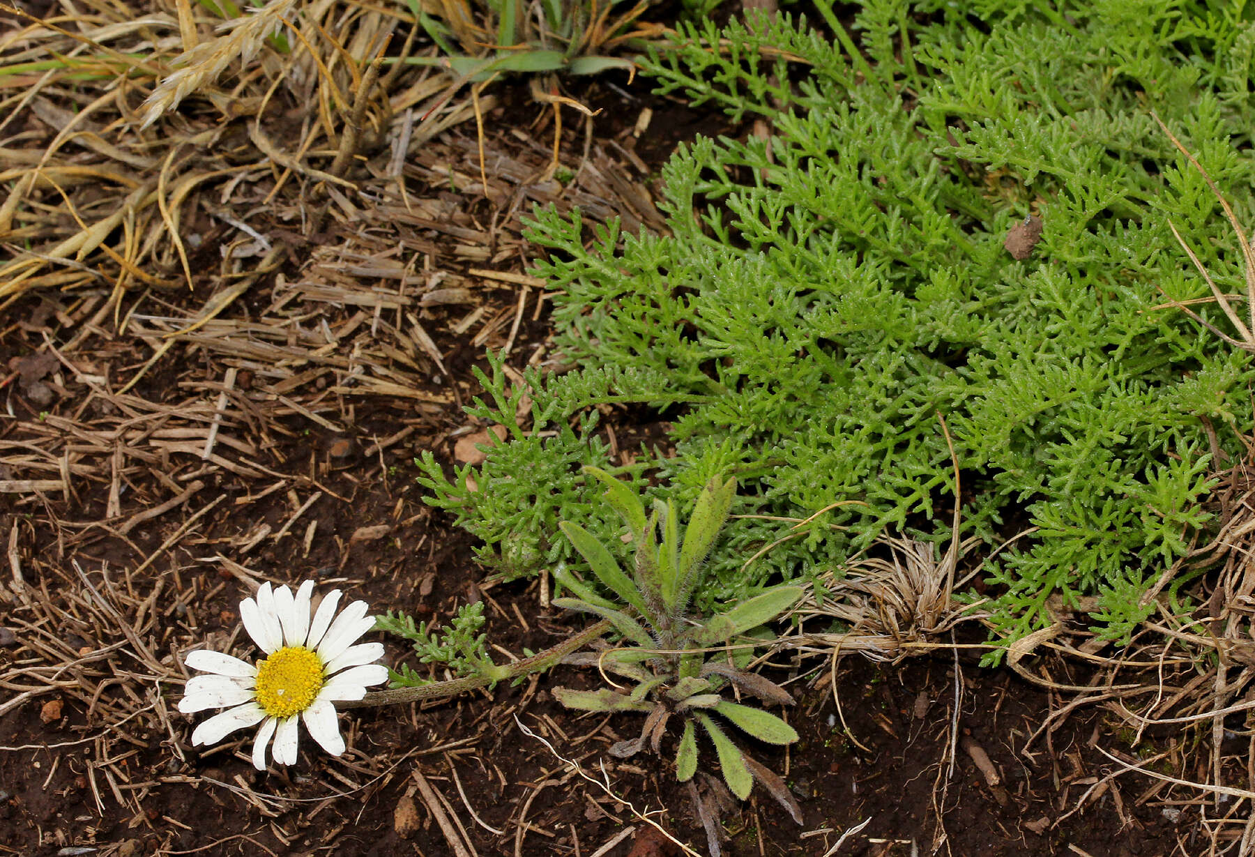 Image of Anthemis tigreensis J. Gay ex A. Rich.