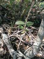 Image of Barkeria lindleyana subsp. vanneriana (Rchb. fil.) Thien