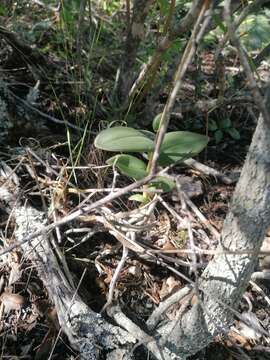 Image of Barkeria lindleyana subsp. vanneriana (Rchb. fil.) Thien