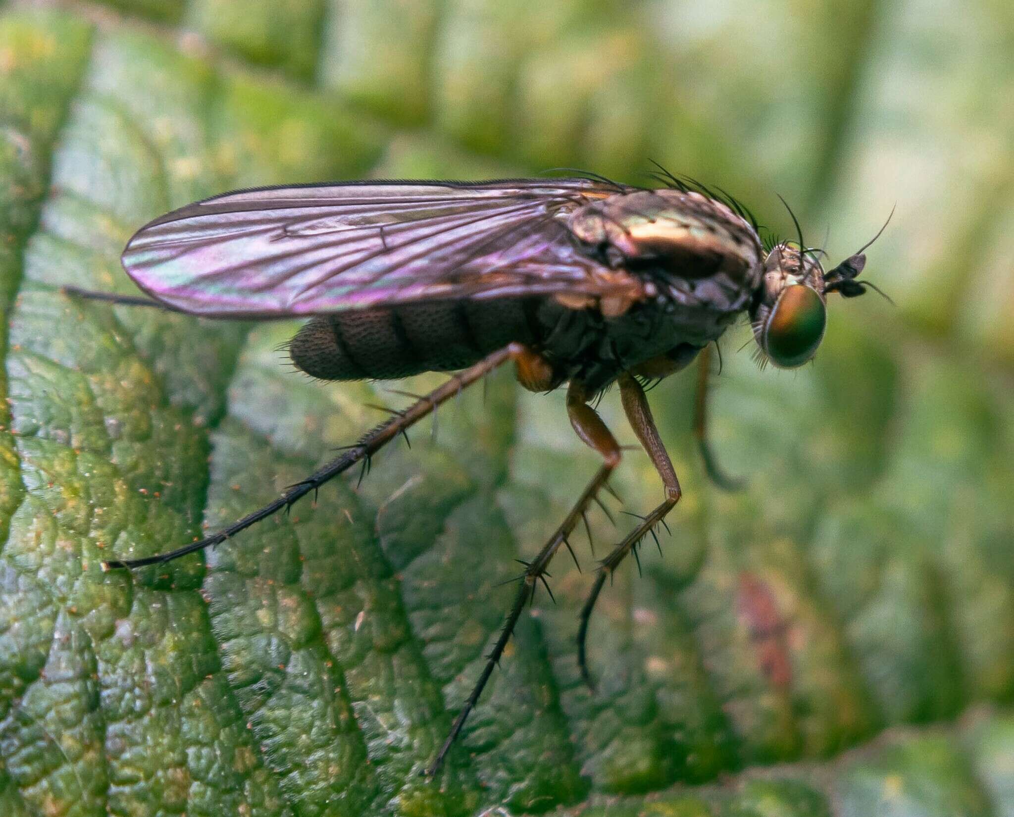 Imagem de Dolichopus griseipennis Stannius 1831