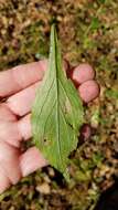 Image of <i>Solidago <i>ulmifolia</i></i> var. ulmifolia