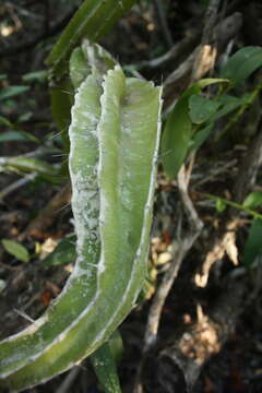 Plancia ëd Strophocactus