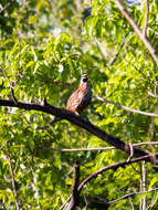 Image of Black-throated Bobwhite