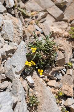 Image of Erysimum mutabile Boiss. & Heldr.