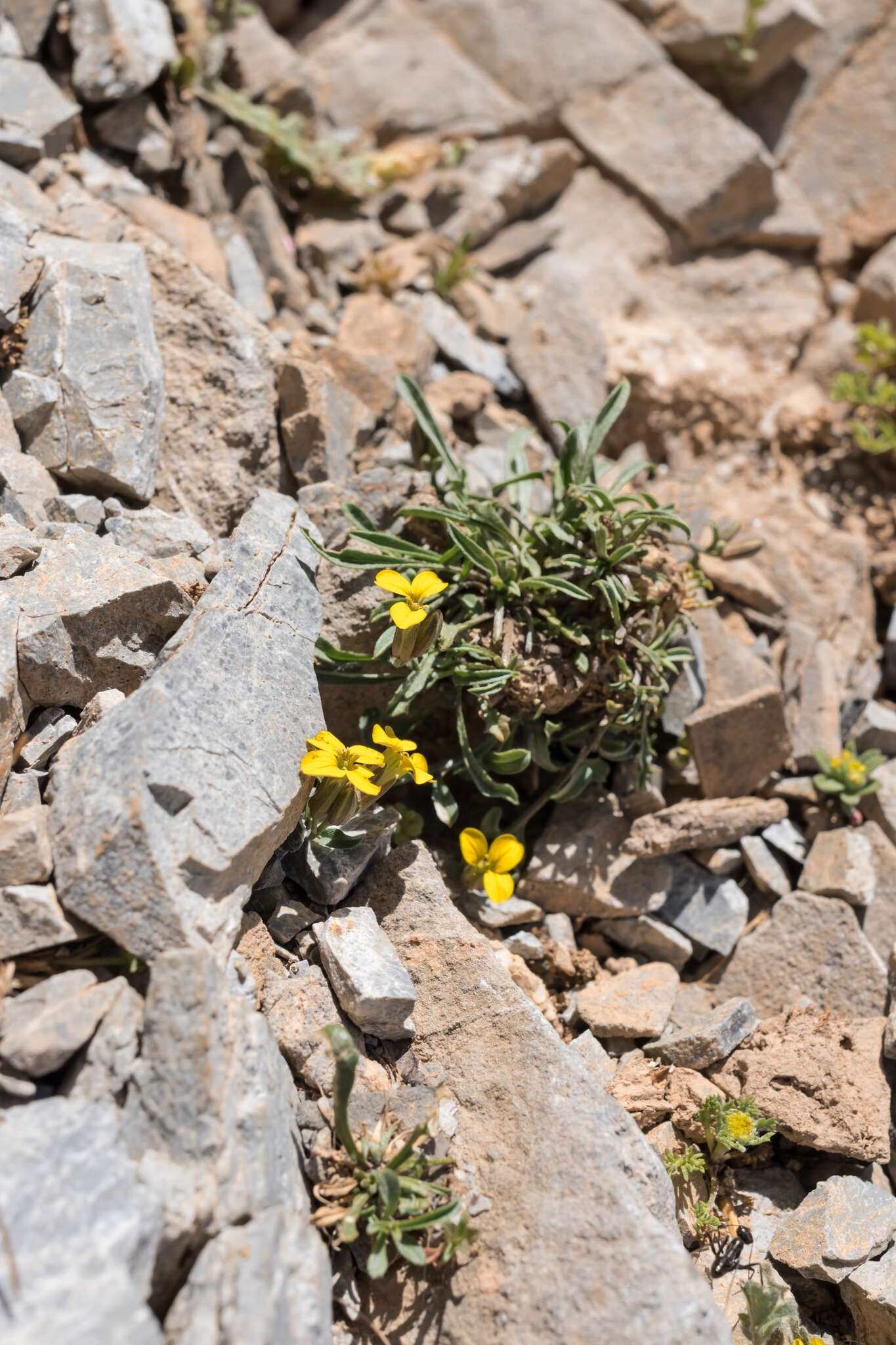 Слика од Erysimum mutabile Boiss. & Heldr.