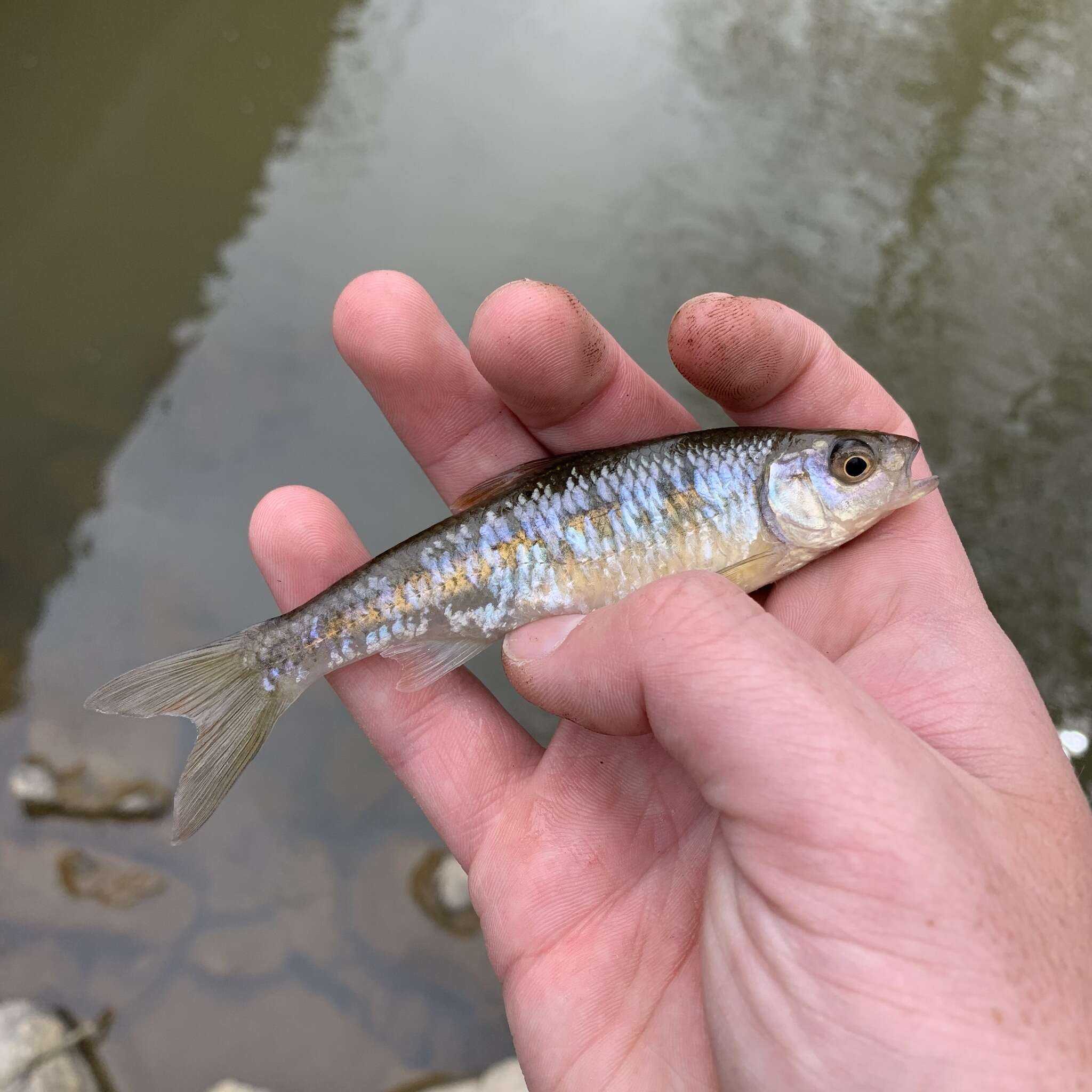 Image of White shiner