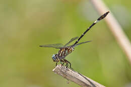 Imagem de Progomphus clendoni Calvert 1905