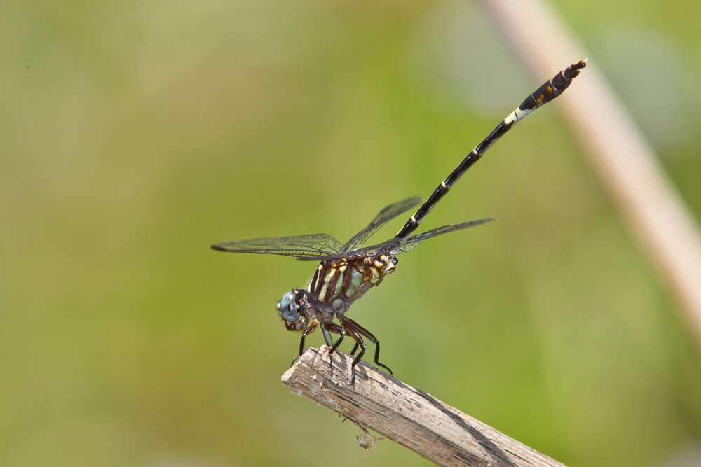 Sivun Progomphus clendoni Calvert 1905 kuva