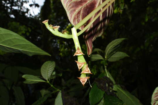 صورة Monolena primuliflora Hook. fil.