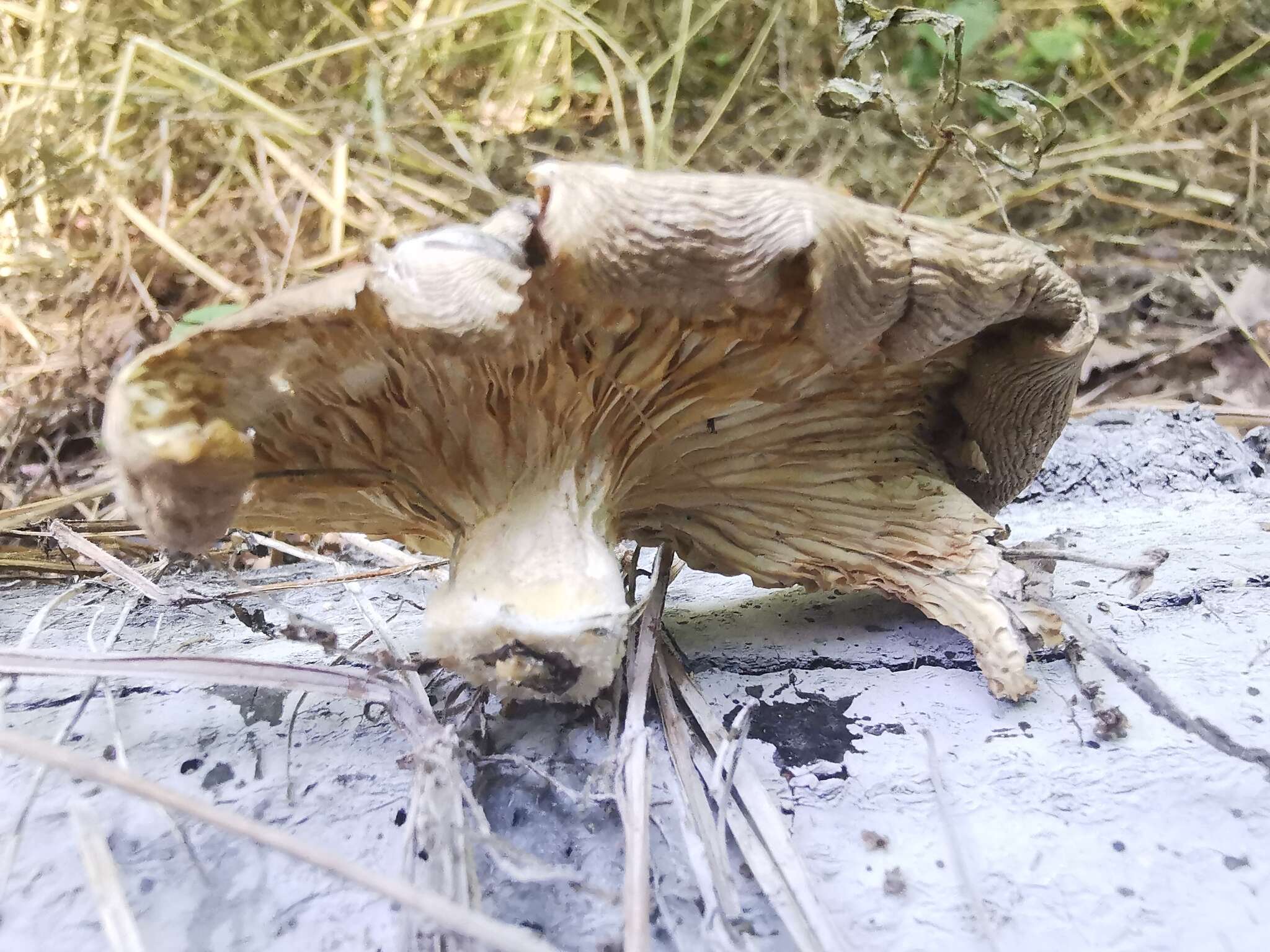 Imagem de Pleurotus cornucopiae (Paulet) Rolland 1910