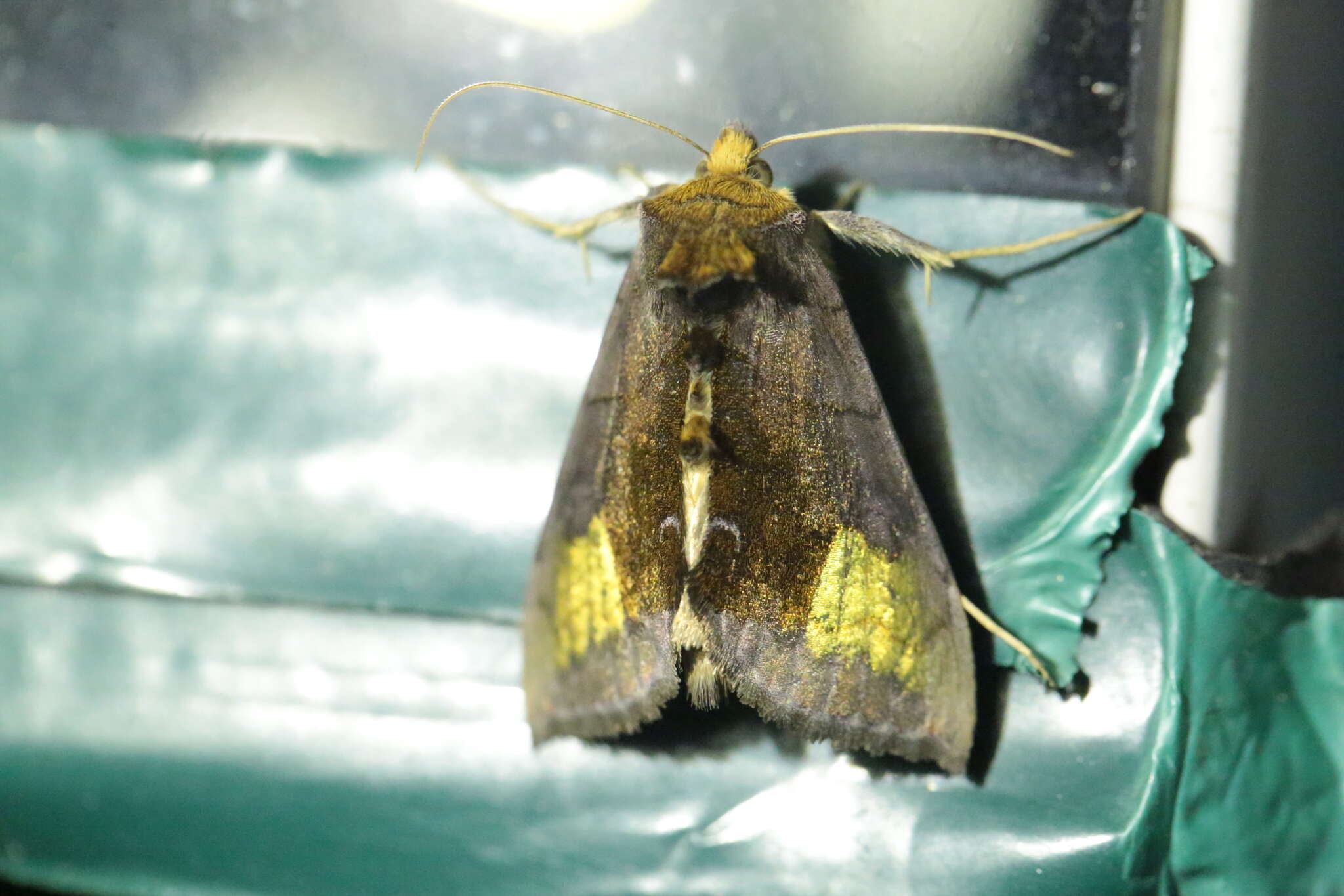 Image of scarce burnished brass