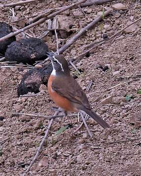 Image of Bolivian Warbling Finch