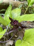 Image of black bat flower