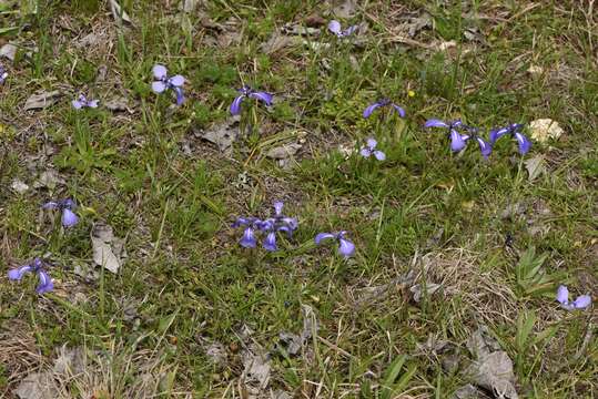 Herbertia pulchella Sweet的圖片