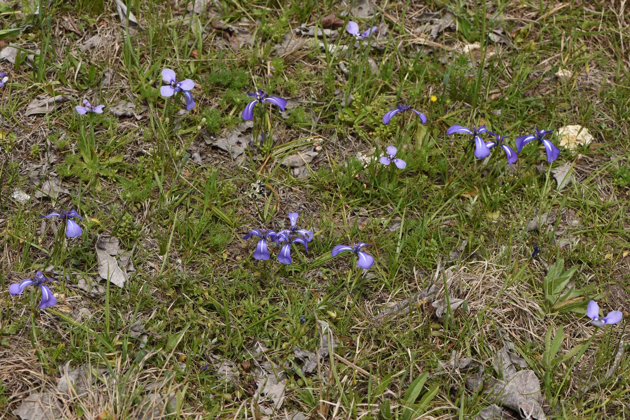 Image of Herbertia pulchella Sweet