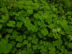 Plancia ëd Marsilea polycarpa Hook. & Grev.