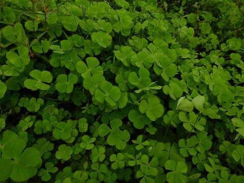 Image of Guayanan Water-Clover