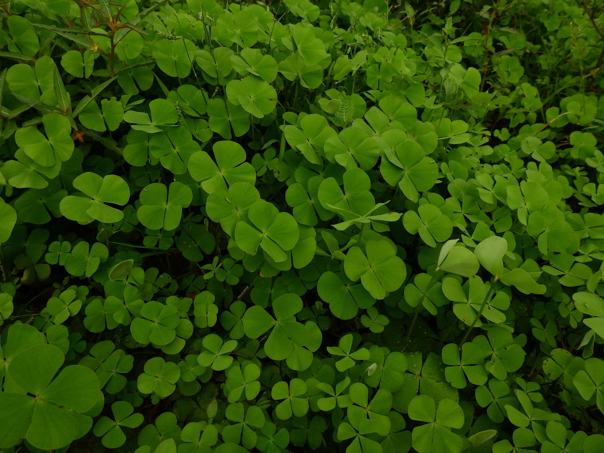 Plancia ëd Marsilea polycarpa Hook. & Grev.